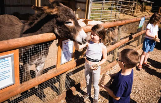 Boston Park Farm