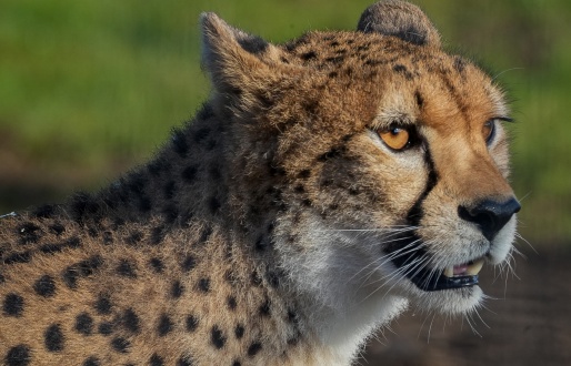 Yorkshire Wildlife Park Resort